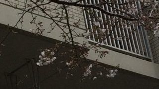 春らしい本日、東京都豊島区にてご遺品整理
