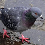 pigeon-834310_1280